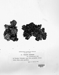 Parmelia omphalodes image